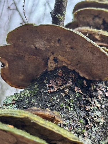 Geëgde trameten — Bild 3