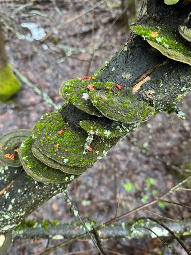 Geëgde trameten — Bild 5