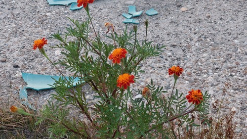 Goudsbloem — Bild 5