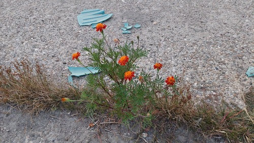 Goudsbloem — Bild 2