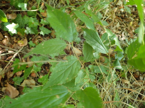 Zuidelijke hackberry — Bild 5