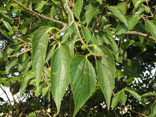 Zuidelijke hackberry — Bild 4