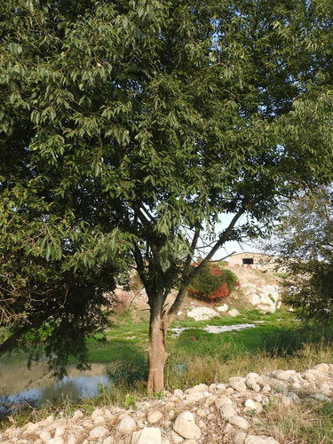 Zuidelijke hackberry — Bild 3