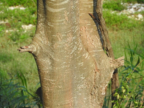 Zuidelijke hackberry — Bild 2