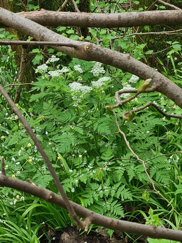 Zoet bloemscherm — Bild 2