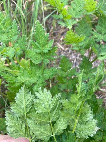 Zoet bloemscherm — Bild 3