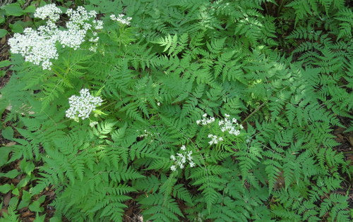 Zoet bloemscherm — Bild 1