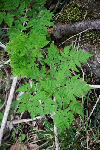 Zoet bloemscherm — Bild 4