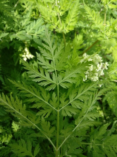 Zoet bloemscherm — Bild 5