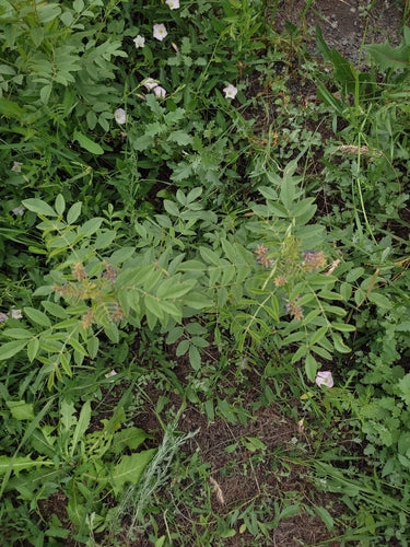 Drop — Bild 1