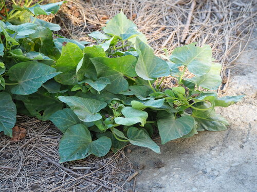 Zoete aardappel 'Marguerite' — Bild 2