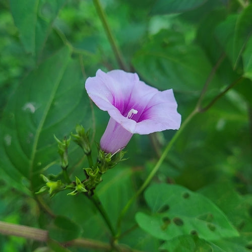 Zoete aardappel — foto 4 van 8