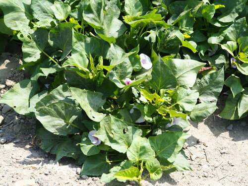 Zoete aardappel — foto 2 van 8