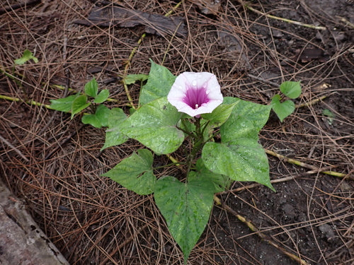 Zoete aardappel — Bild 5