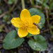 Blüte von Sumpf-Dotterblume (Caltha palustris) in Nahaufnahme (KI-generiert)