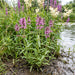 Sumpf-Ziest (Stachys palustris) in Blüte im naturnahen Garten (KI-generiert)
