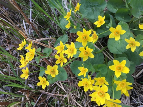 Dotterbloem — foto 4 van 11