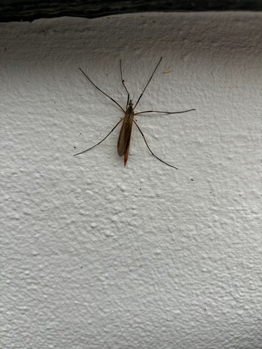 Moeras slak — Bild 3