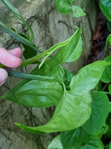 Syngonium — Bild 5