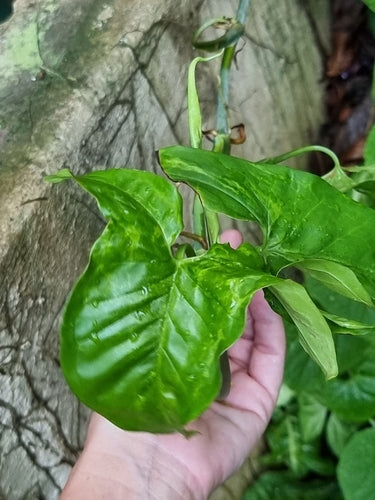 Syngonium — Bild 4