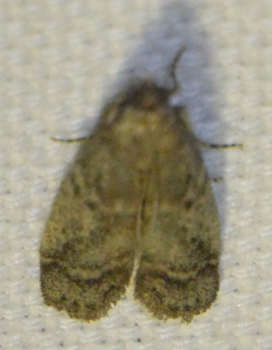 Tabaksmot, cacaomot — Bild 4