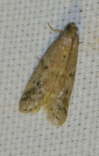 Tabaksmot, cacaomot — Bild 2