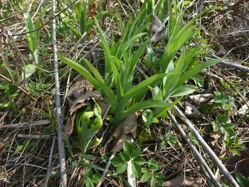 Daglelies — Bild 5
