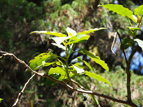 Tamarillo — foto 4 van 8
