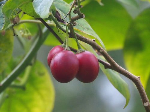 Tamarillo — foto 1 van 8