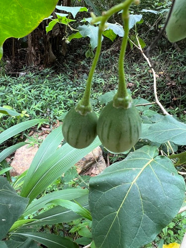 Tamarillo — foto 3 van 8