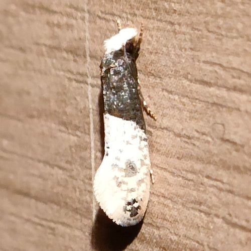 Behangmot — Bild 1