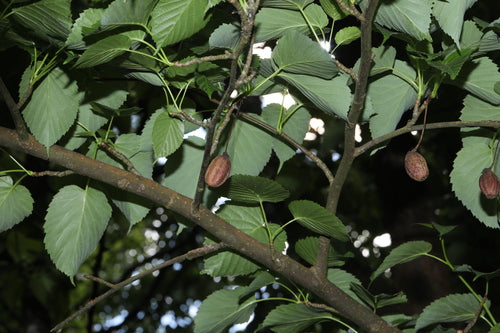 Weefsel boom — Bild 2