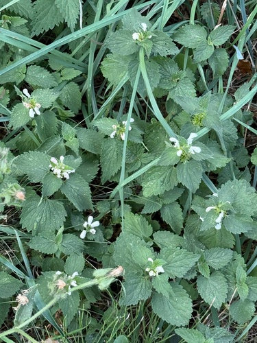 Dovenetel — Bild 4