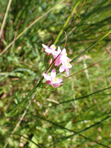 Centaurie — foto 2 van 8