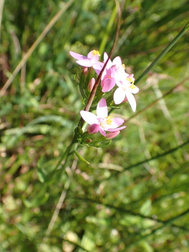 Centaurie — foto 1 van 8