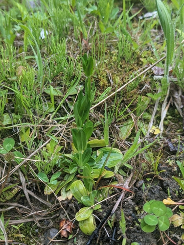 Centaurie — Bild 4