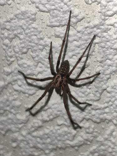 Tegenaria Atrica — Bild 3