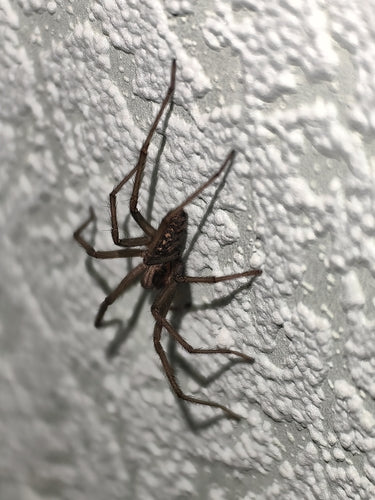 Tegenaria Atrica — Bild 2