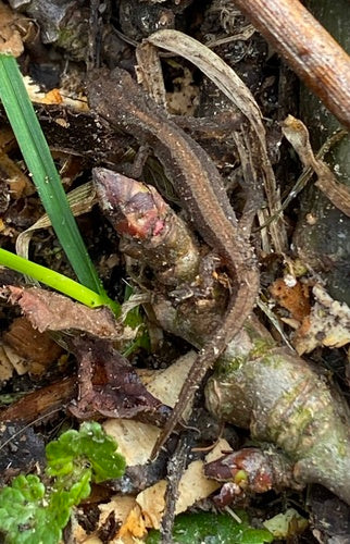 Vijversalamander — Bild 5