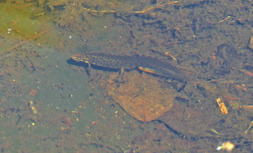 Vijversalamander — Bild 2