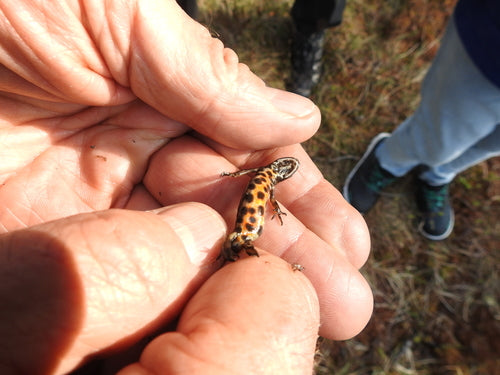 Vijversalamander — Bild 3