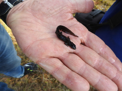 Vijversalamander — Bild 4