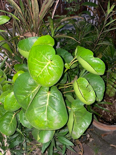 Plaat Aralia — foto 3 van 3