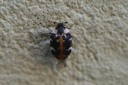 Tapijtkevers — Bild 3