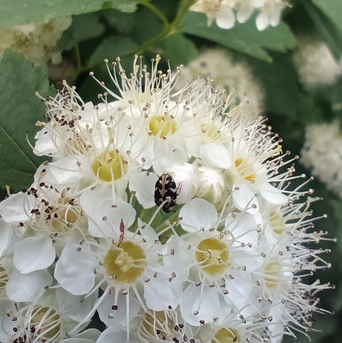 Tapijtkevers — Bild 4