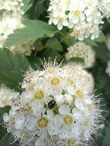 Tapijtkevers — Bild 5