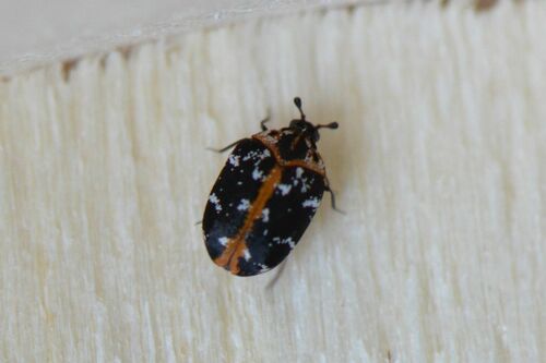 Tapijtkevers — Bild 2