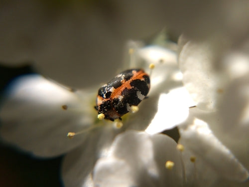 Tapijtkevers — Bild 1