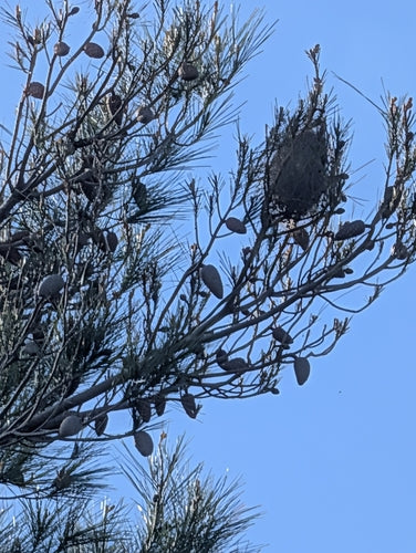 Thaumetopoea Pityocampa — foto 4 van 8