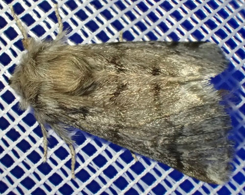 Thaumetopoea Pityocampa — foto 5 van 8
